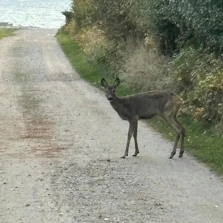 別荘 Summer House With Terrace And Sea View
