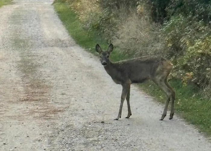 別荘 Summer House With Terrace And Sea View